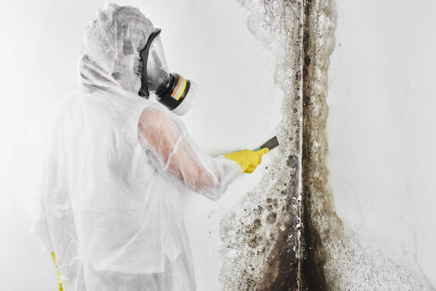 Best Home Mold Removal  in Evanston, WY