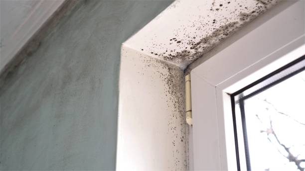 Best Mold Remediation  in Evanston, WY