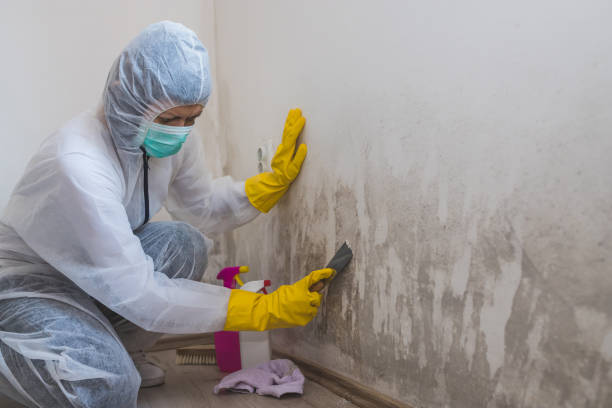 Best Attic Mold Removal  in Evanston, WY