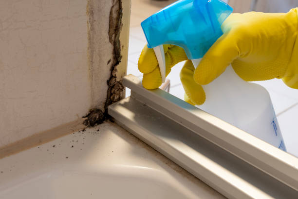 Best Emergency Mold Removal  in Evanston, WY