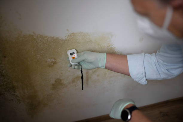 Professional Mold Removal in Evanston, WY