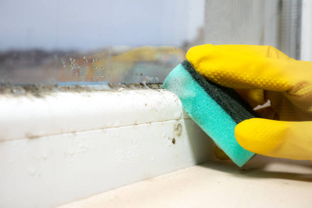 Best Toxic Mold Removal  in Evanston, WY