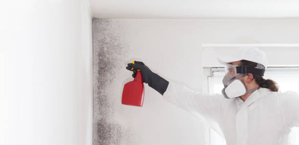 Best Professional Mold Removal  in Evanston, WY