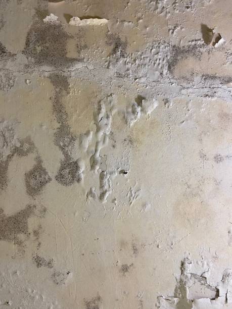  Evanston, WY Mold Removal Pros