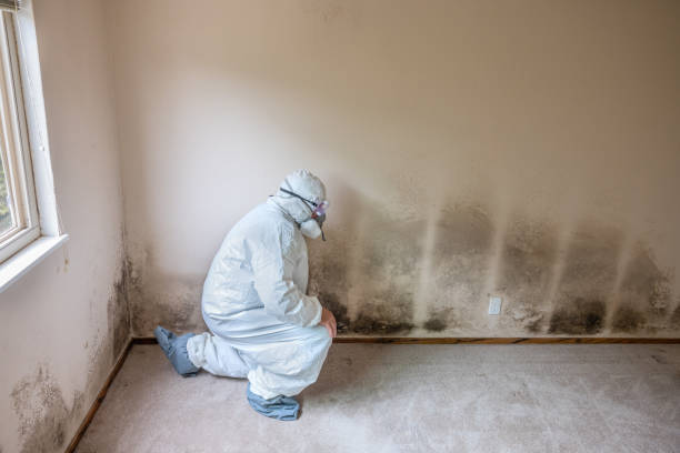 Best Mold Removal Company Near Me  in Evanston, WY