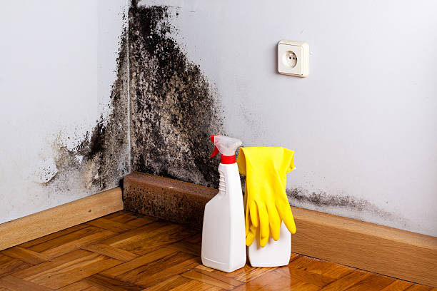 Best Same-Day Mold Removal  in Evanston, WY