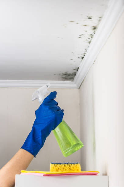 Best Mold Damage Repair  in Evanston, WY