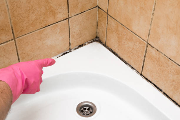 Best Office Mold Removal Services  in Evanston, WY